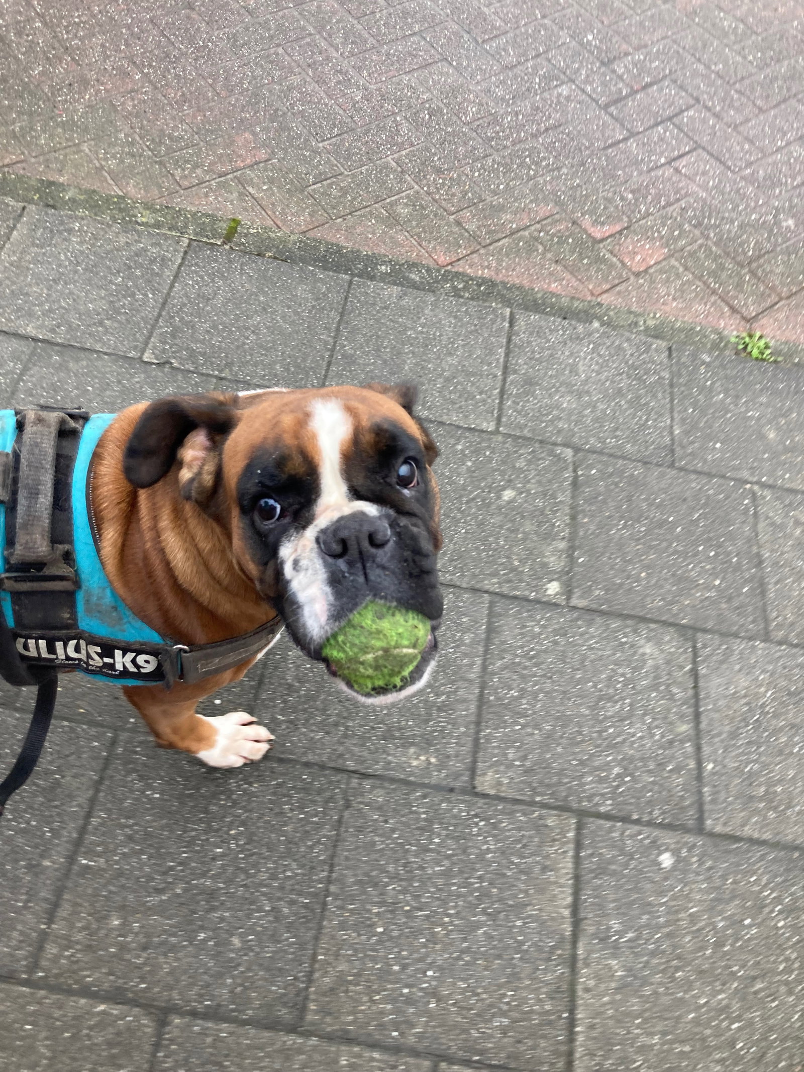 Anais, pet-sitter à Gent, photo 2