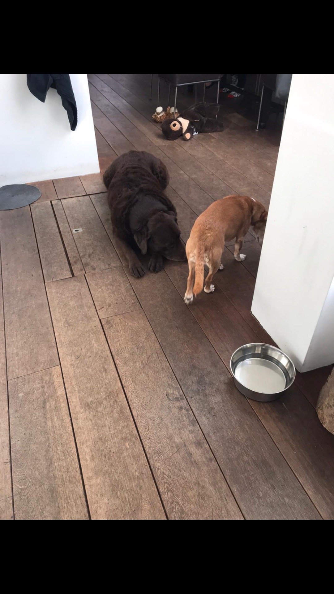 Vera, pet sitter in Amersfoort, photo 1