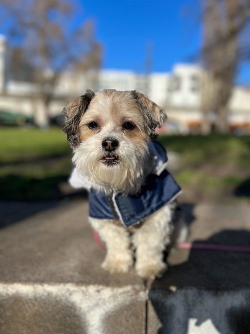 Sophia, Tiersitter in Berlin, Foto 4