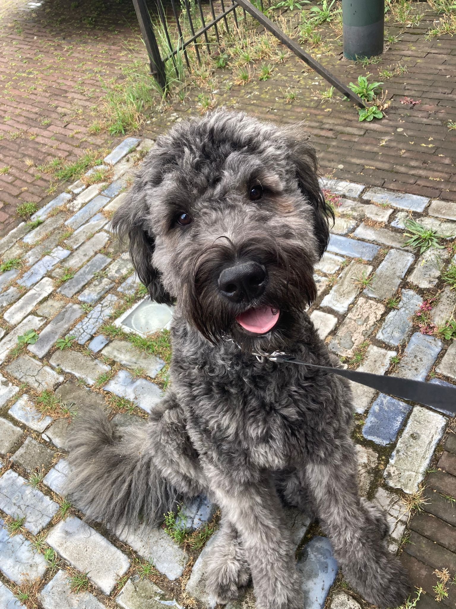 Michelle, pet sitter in Leidschendam, photo 5