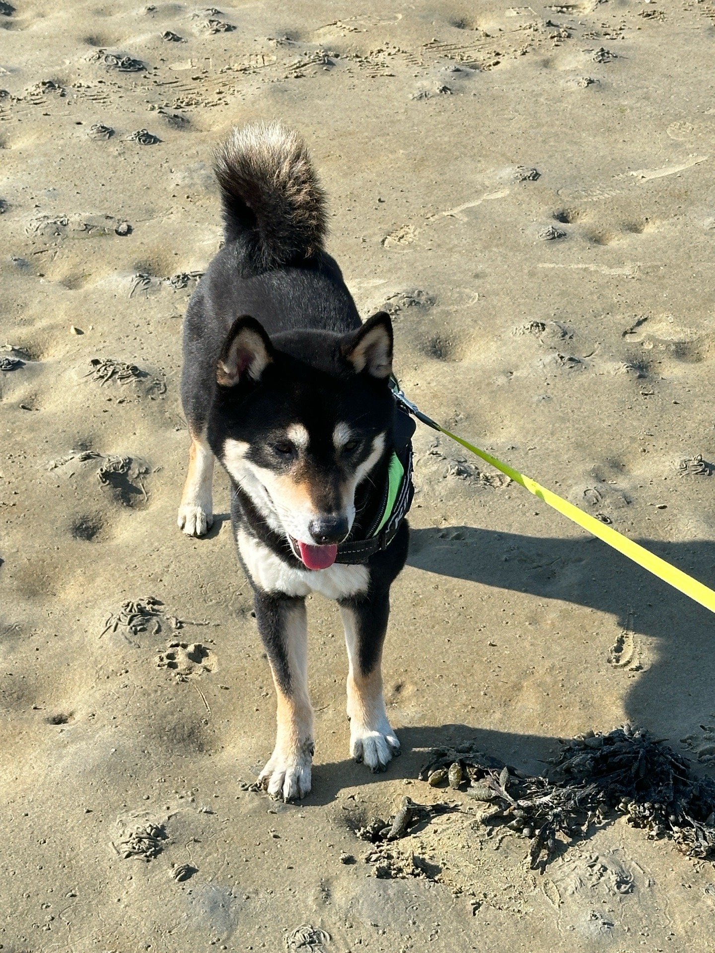 Zhiheng, pet sitter in Rotterdam, photo 5