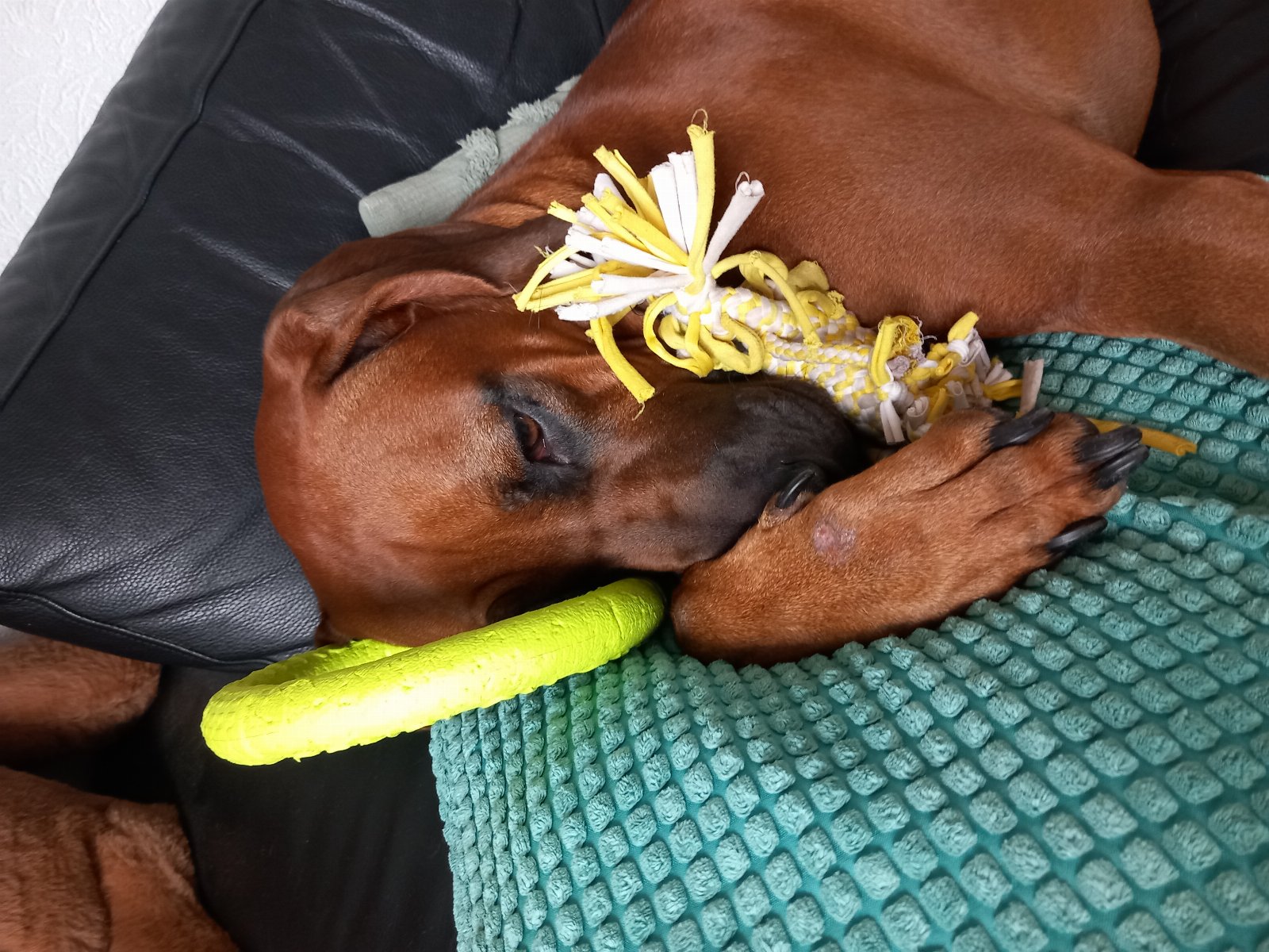 Nikkie, pet sitter in de wijk, photo 3