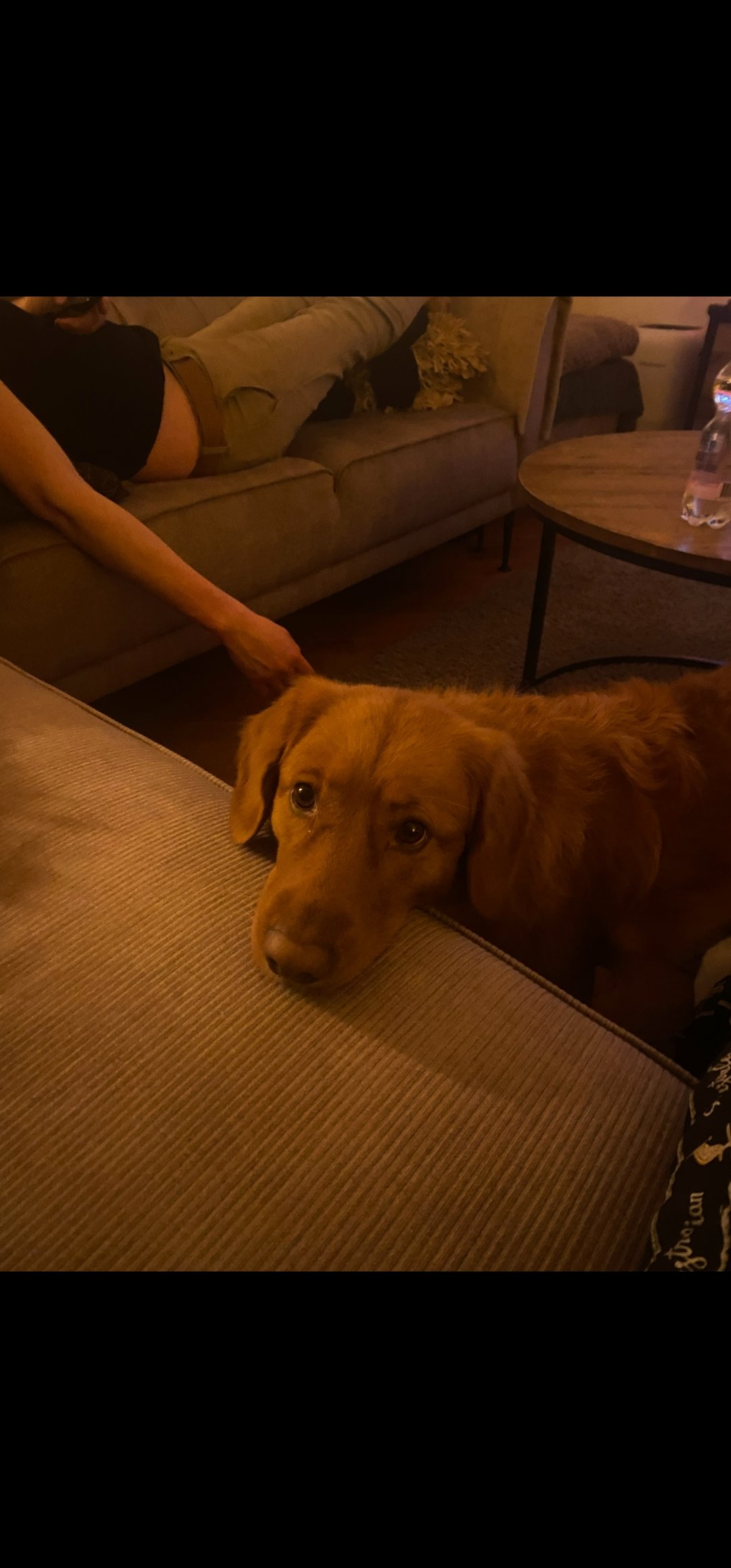 Noa, pet sitter in Tegelen, photo 1