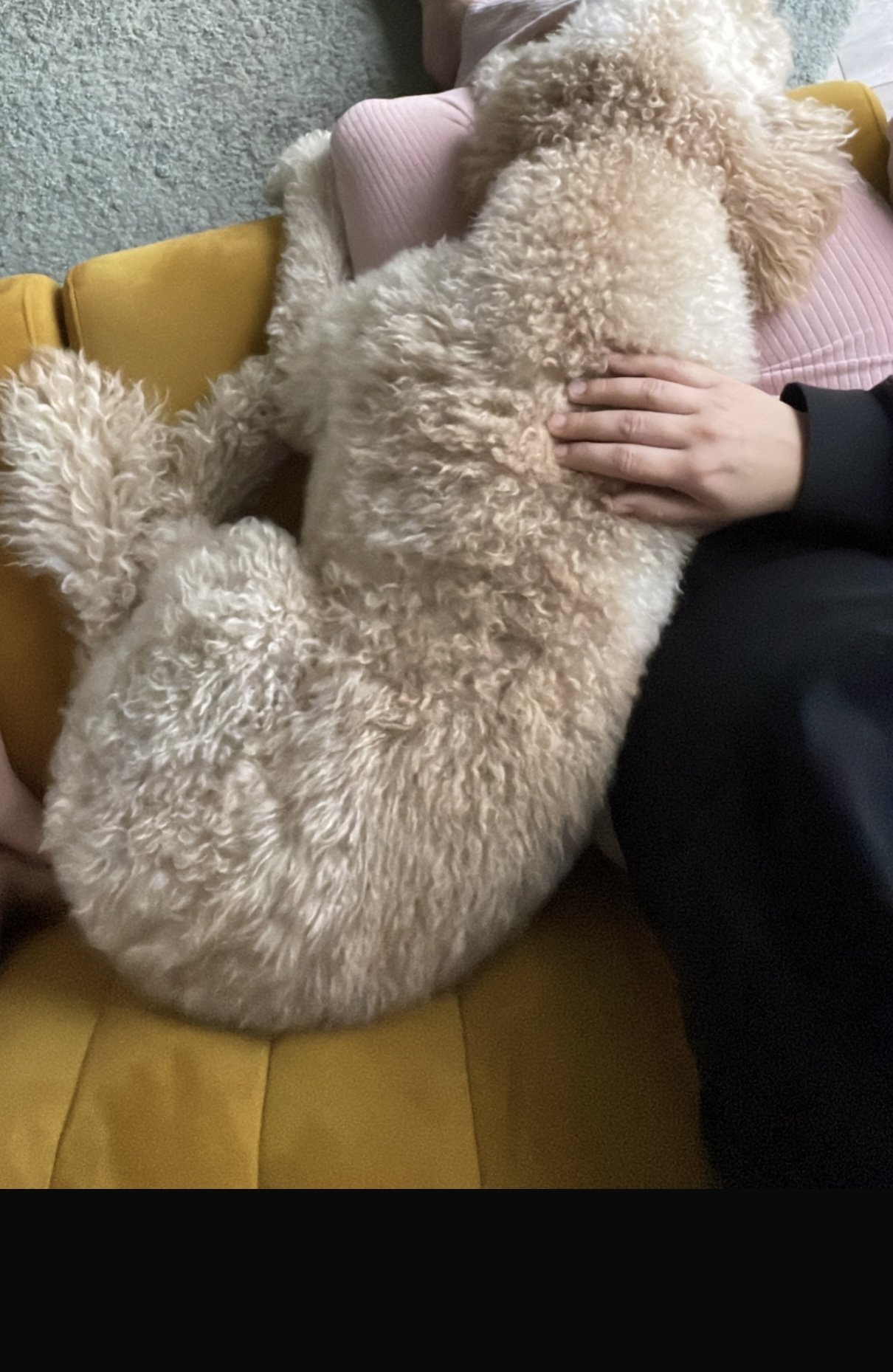 Melissa, pet sitter in Landsmeer, photo 3