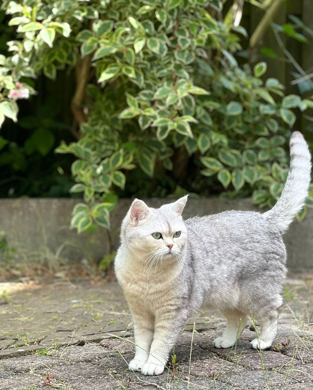Yuni, pet sitter in Voorburg, photo 1