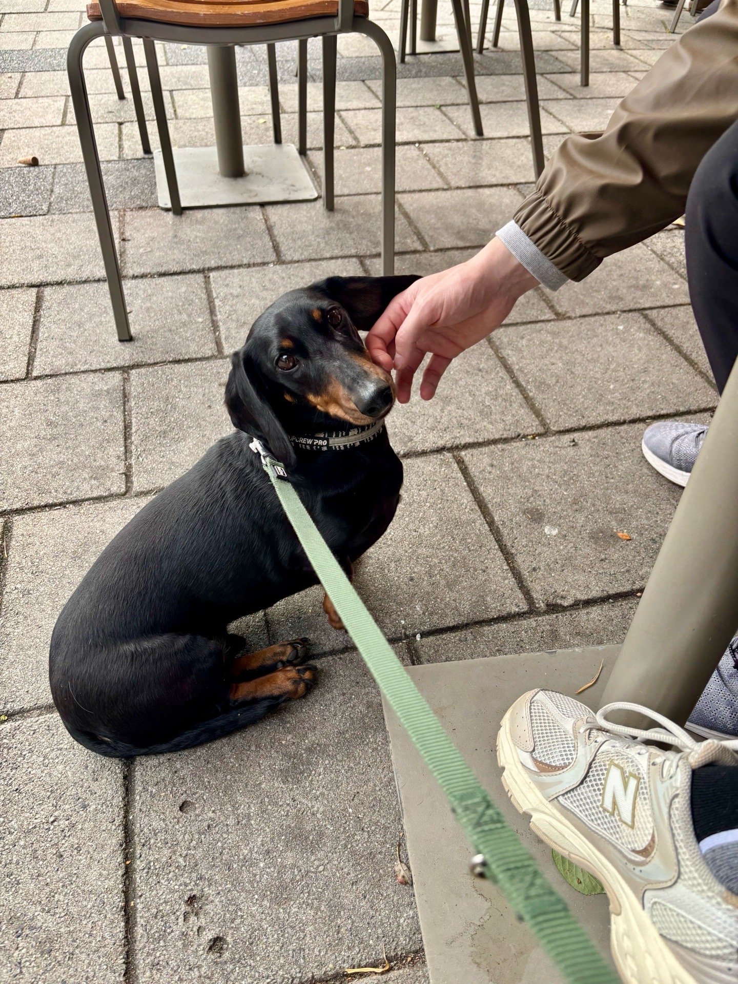 Gemma, dierenoppas in 's-Gravenhage, foto 5