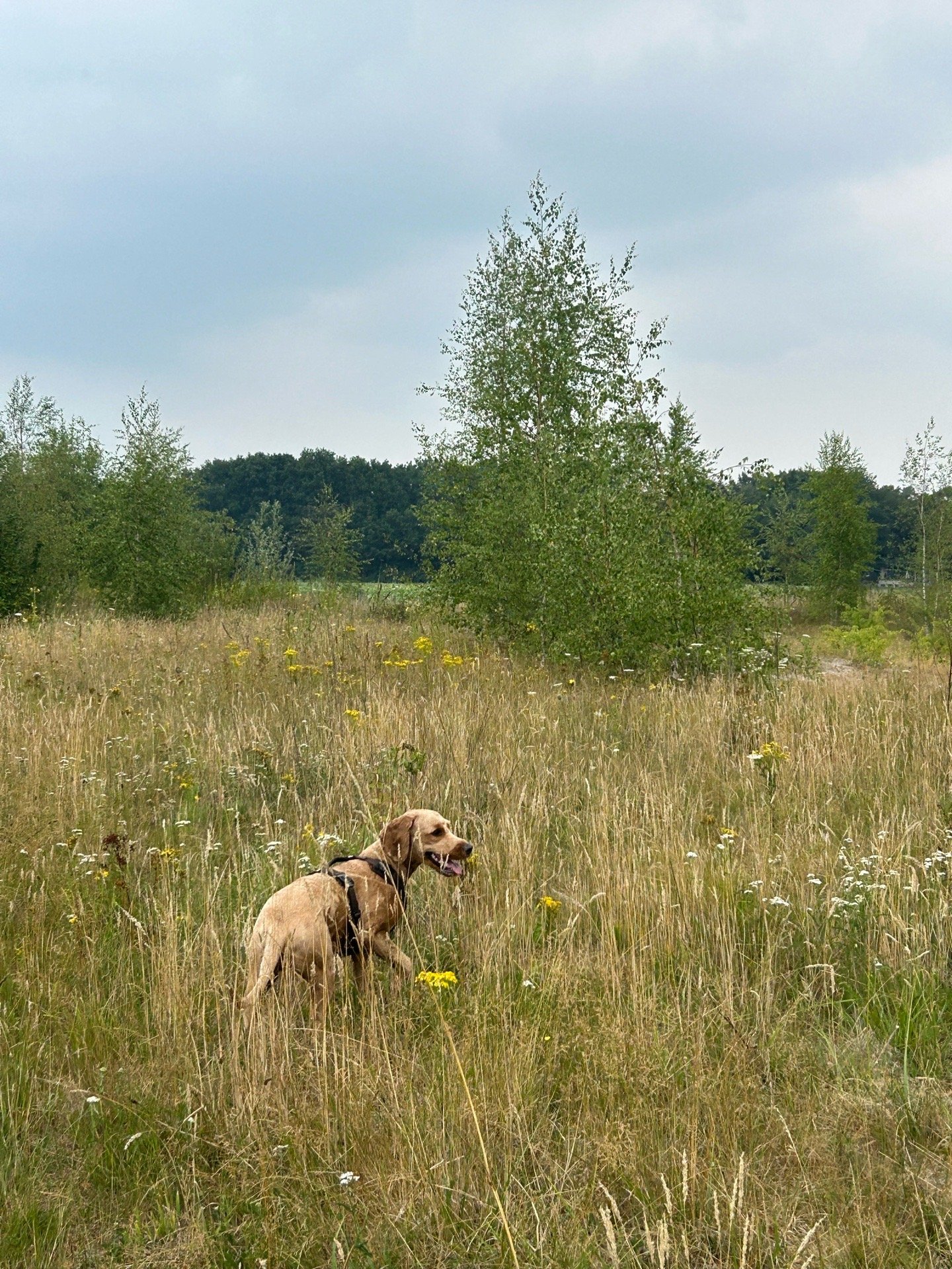 Maarten, pet sitter in Breda, photo 3