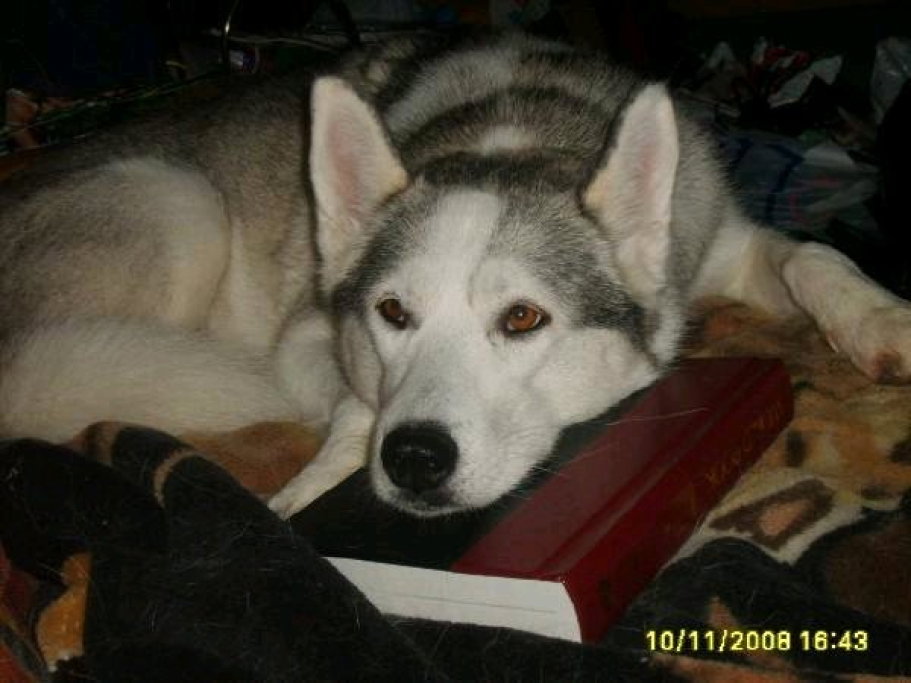 Skylar, pet sitter in Amsterdam, photo 2
