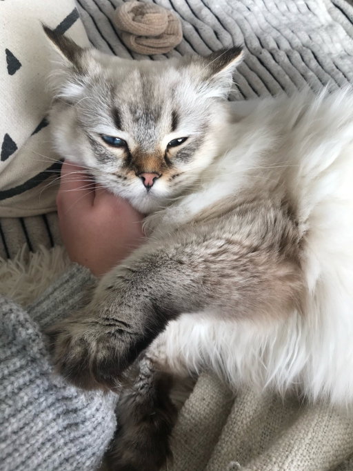 Nicole, pet sitter in Arnhem, photo 4