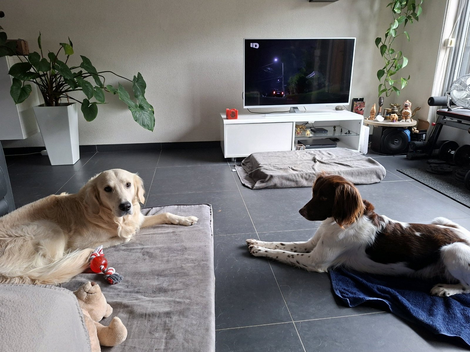 Manja, pet sitter in Roermond, photo 4