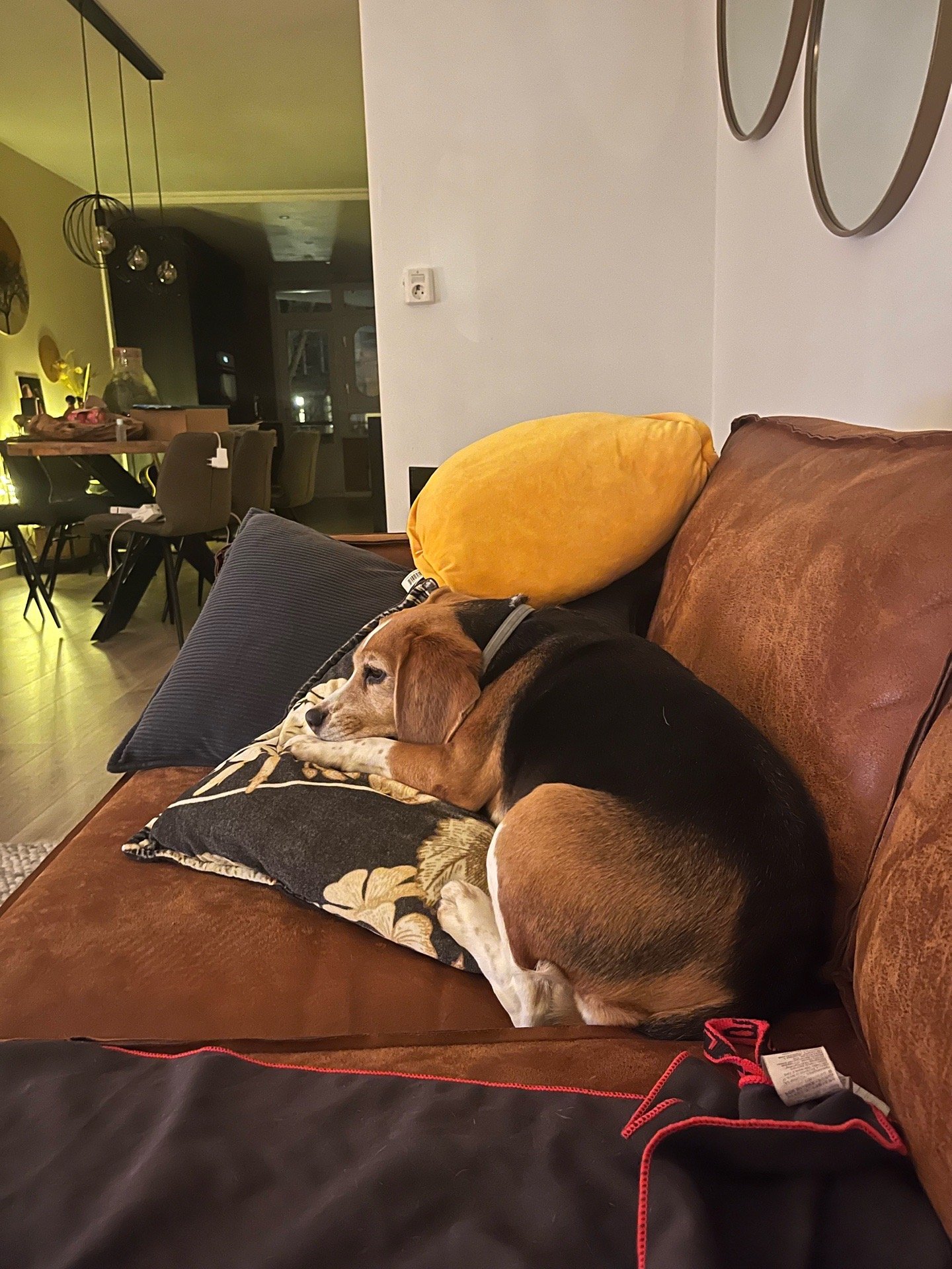 Celine, pet sitter in Amsterdam, photo 4