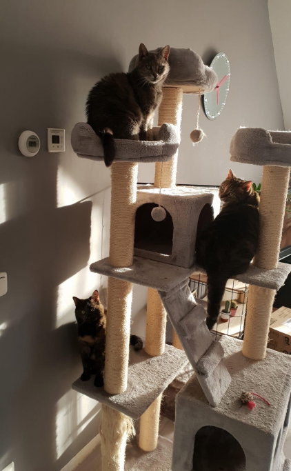 Michelle, pet sitter in Wijchen, photo 3