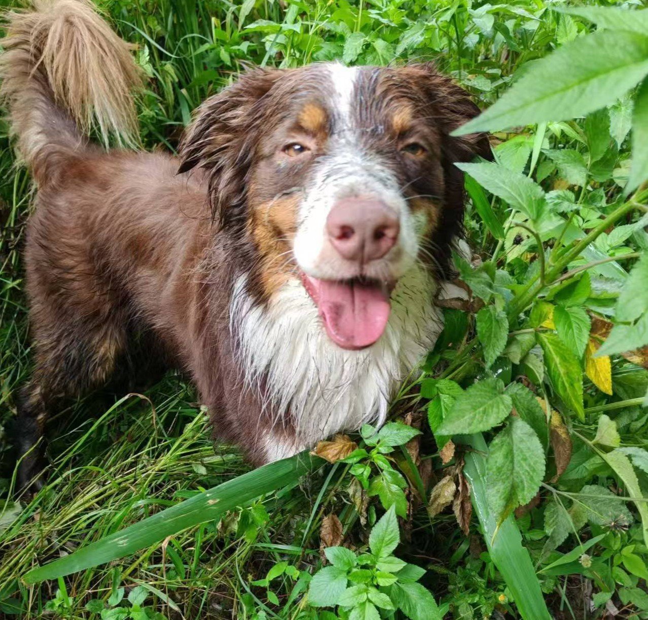 Rorie, pet sitter in Voorschoten, photo 1