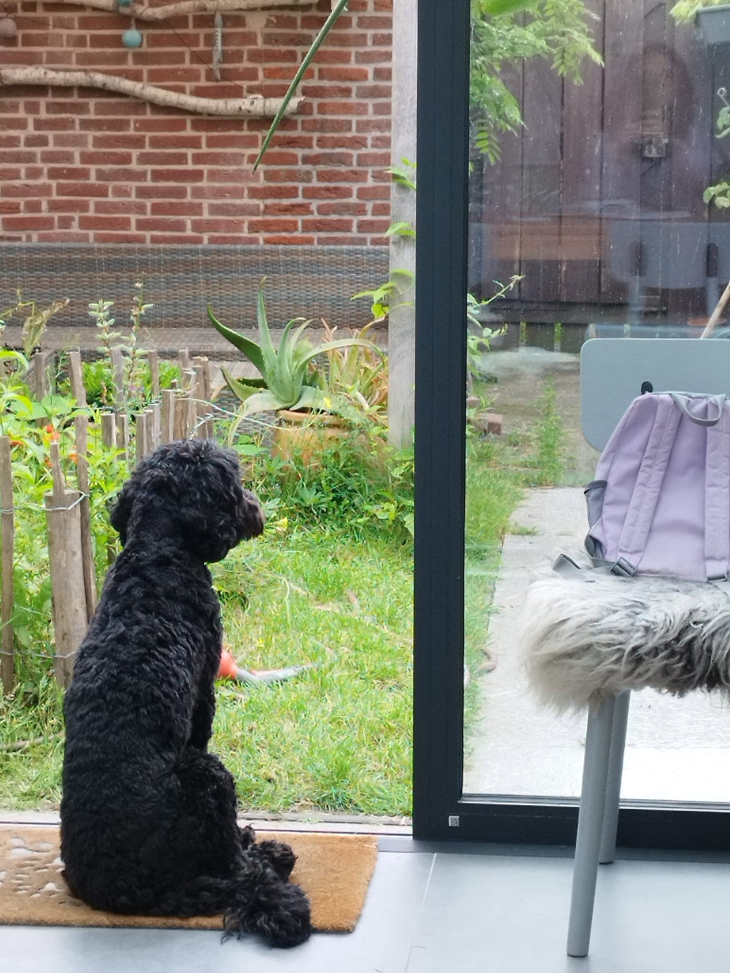 Violeta, pet sitter in Leiderdorp, photo 4