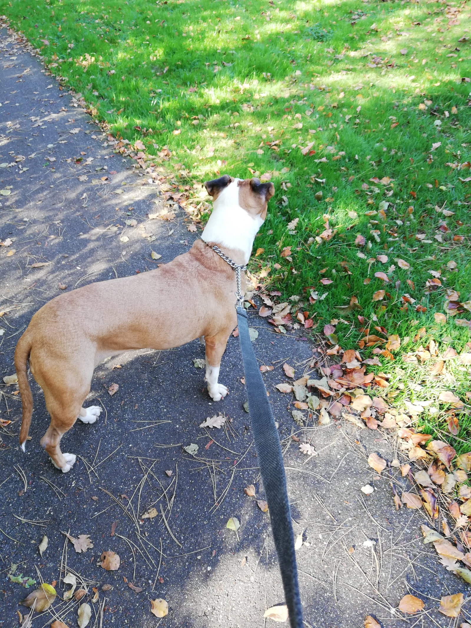 Mariola, pet sitter in Breda, photo 5