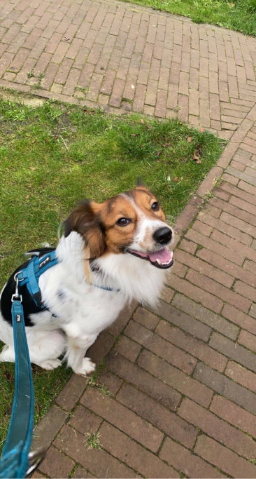 Kayleigh, dierenoppas in Nijkerk, foto 2
