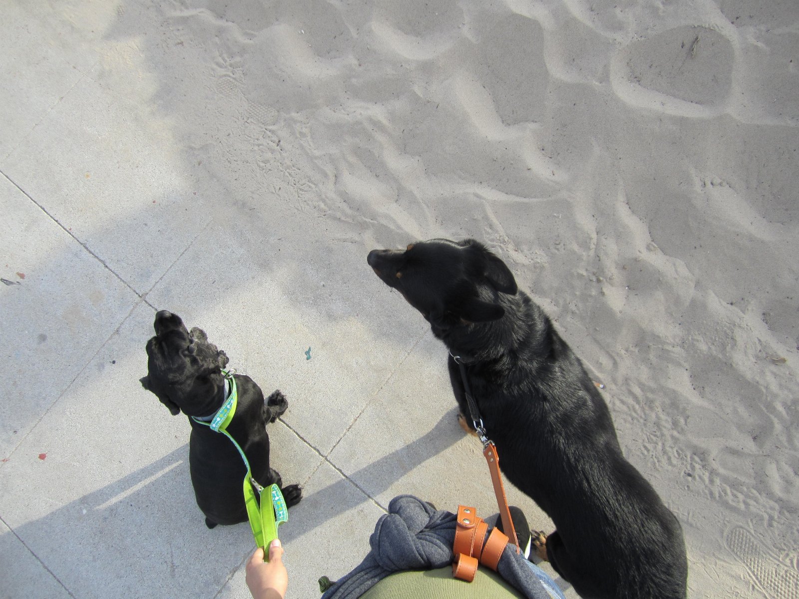 Andra, pet sitter in Hoevelaken, photo 3
