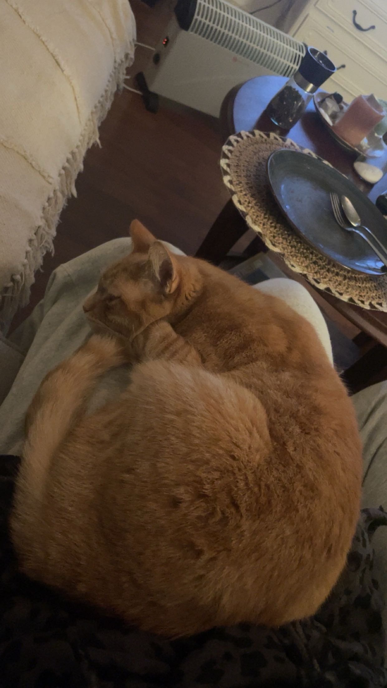 Fleur, pet sitter in Amsterdam, photo 2