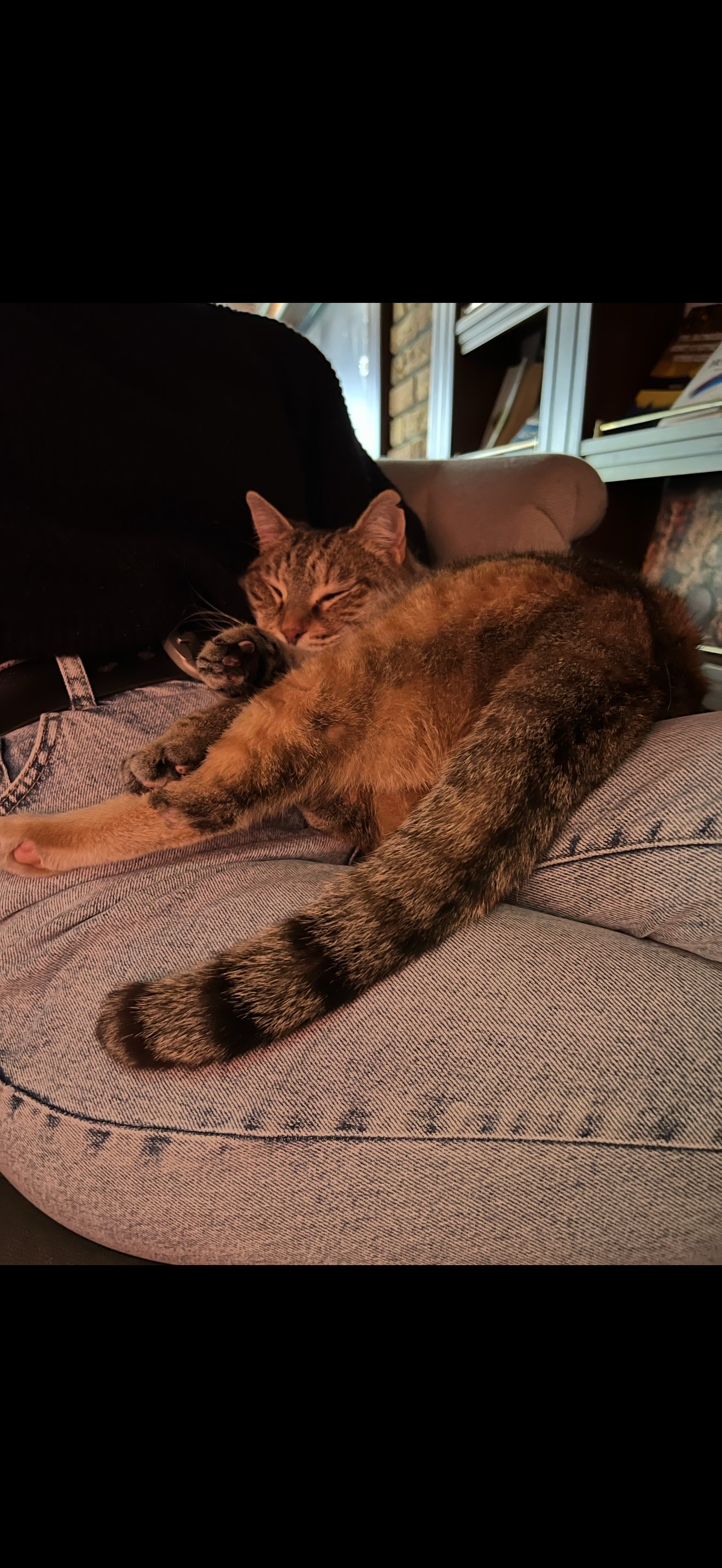Merve, pet sitter in Maastricht, photo 2