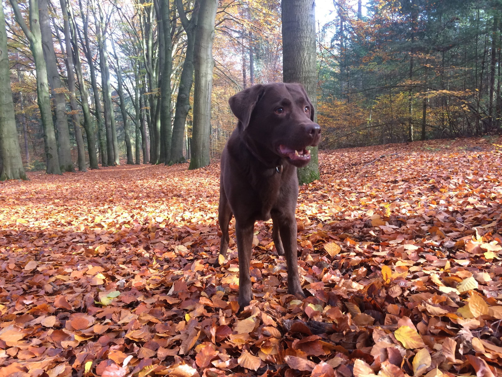 Gea, pet sitter in Veenendaal, photo 2