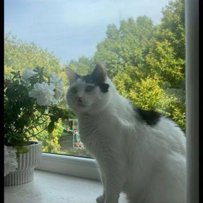 Hilal, dierenoppas in Weert, foto 1