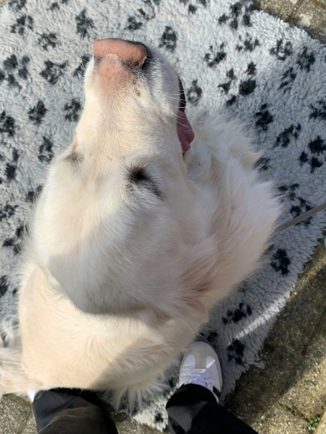 Alina, pet sitter in Frankfurt am Main, photo 5