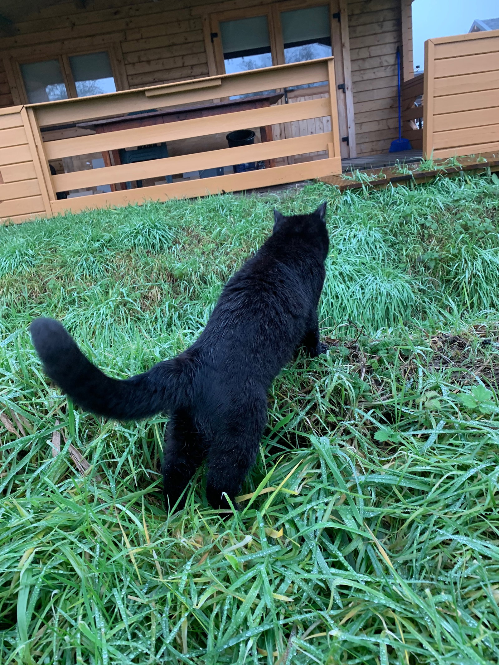 Lena, dierenoppas in Haarlem, foto 3