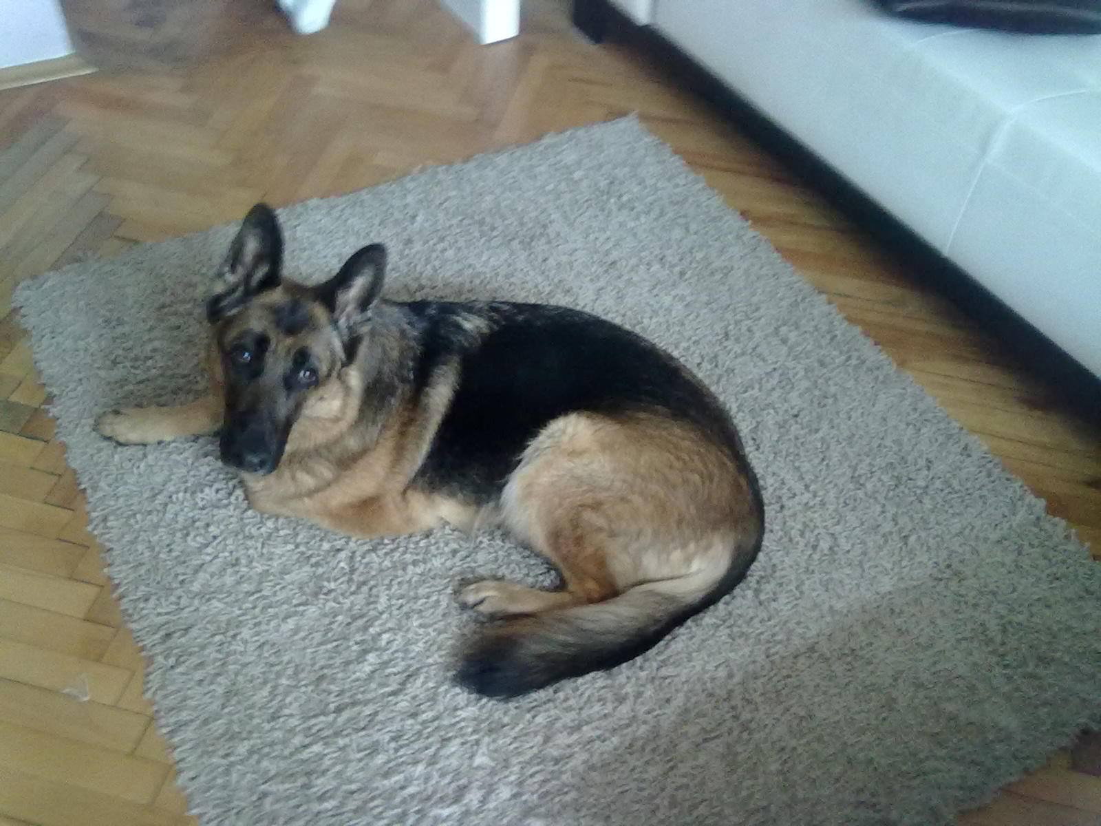 Sunny, pet sitter in Tilburg, photo 3