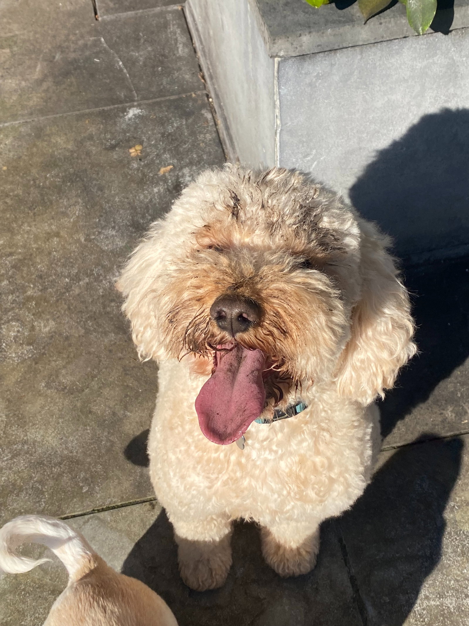 Romée, pet sitter in 's-Gravenhage, photo 2