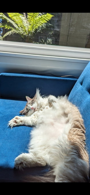 Olivia, Tiersitter in Berlin, Foto 3