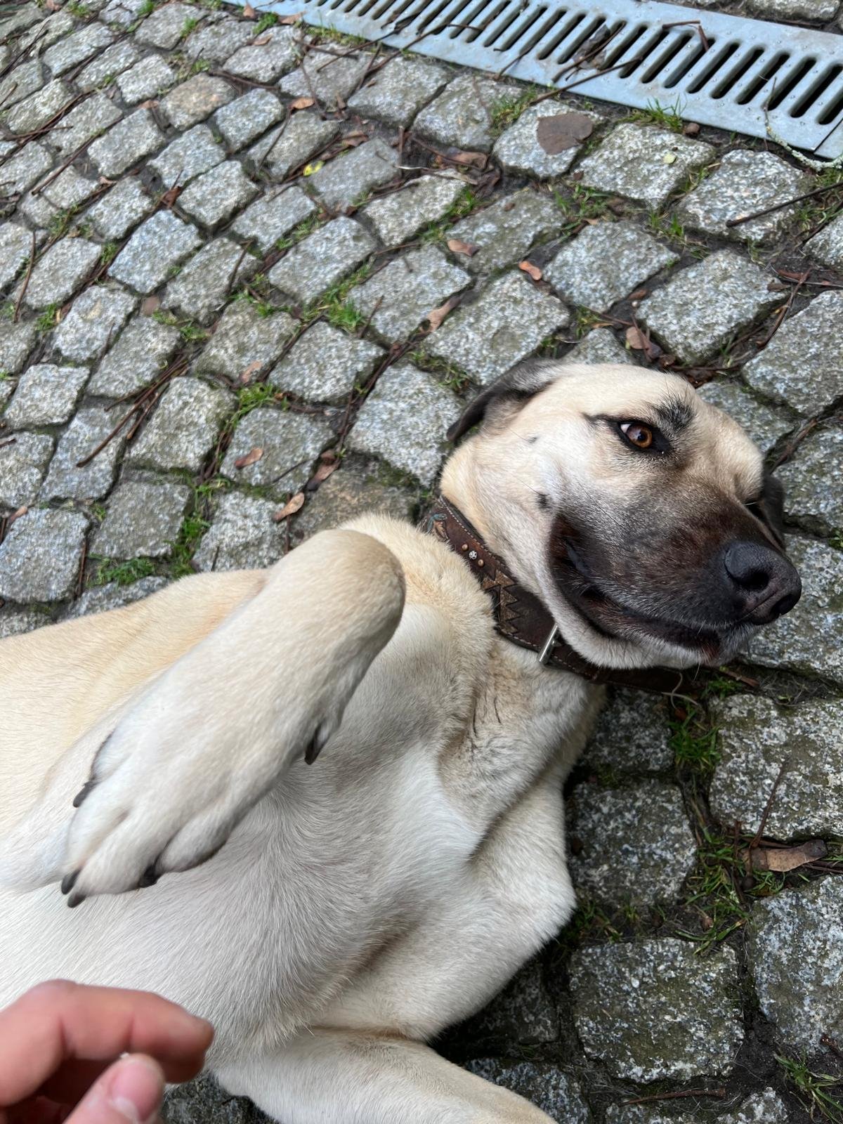 Serxhio, Tiersitter in Dresden, Foto 1
