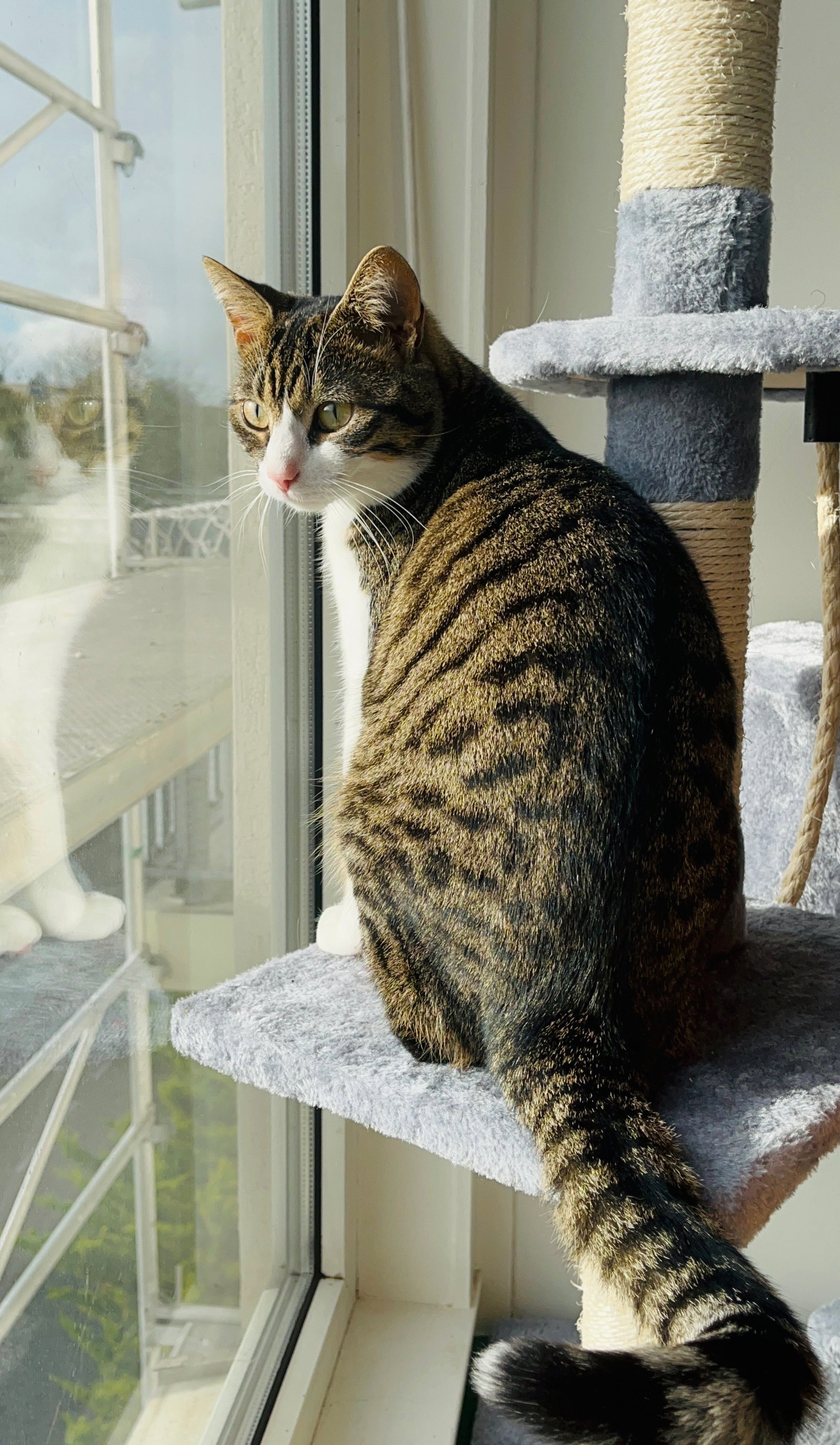 Allie, pet sitter in Amsterdam, photo 2