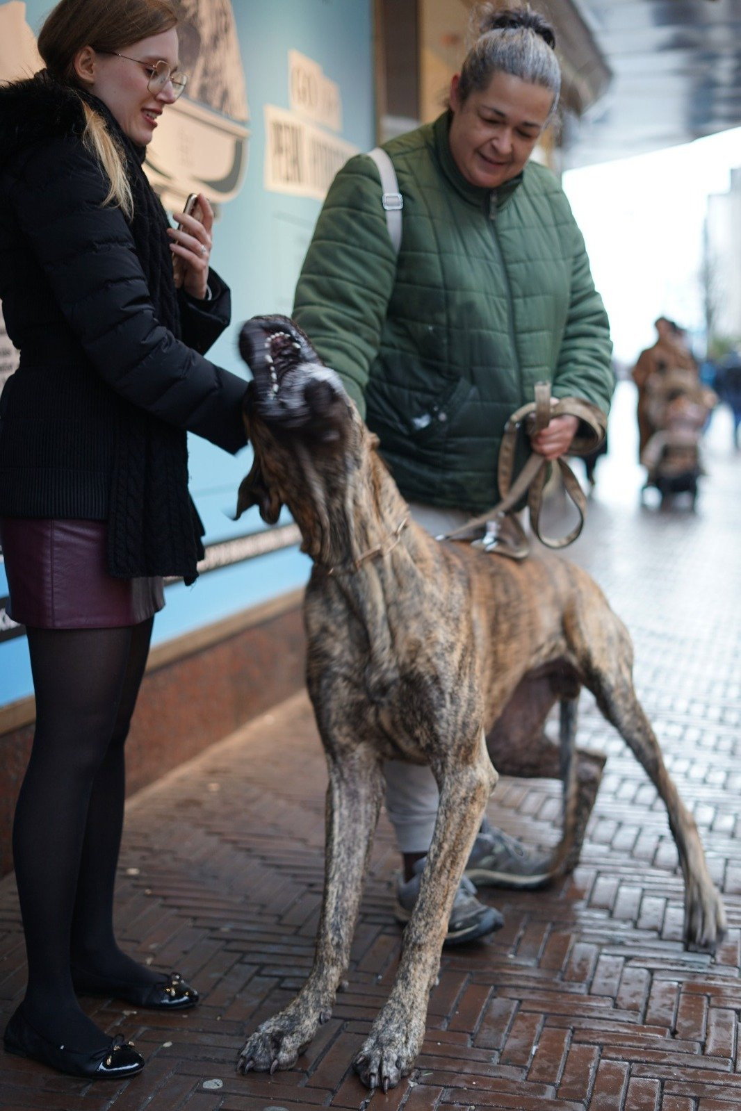 Jolien, pet sitter in Voorburg, photo 5