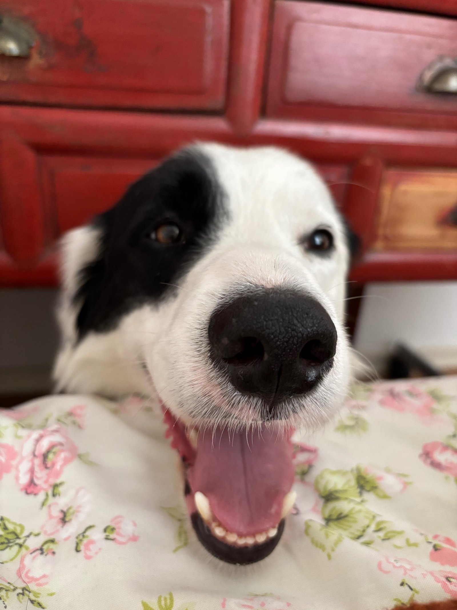 Maria Kalypso, pet sitter in Delft, photo 4