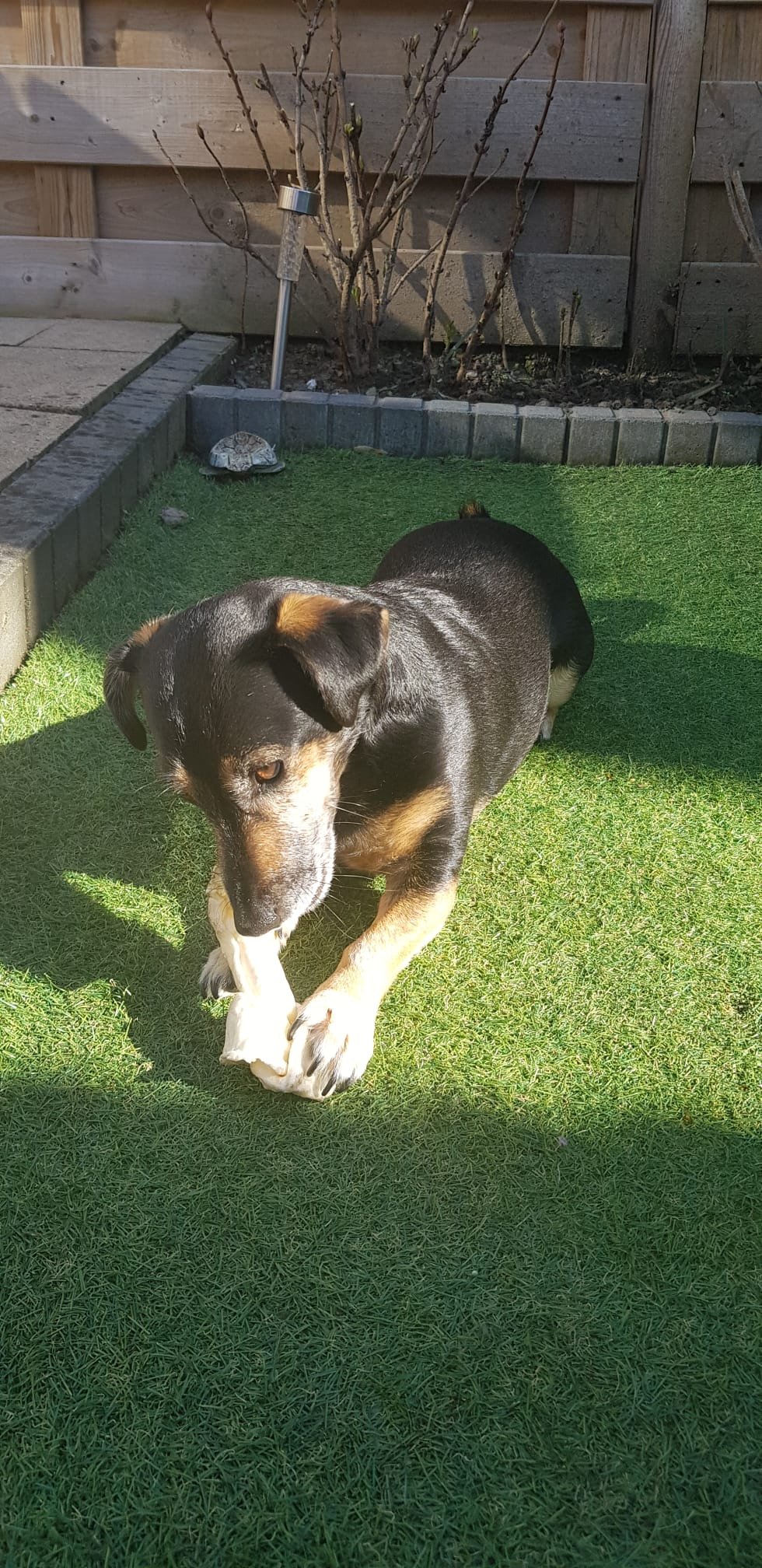 Sabine, pet sitter in EDE, photo 3