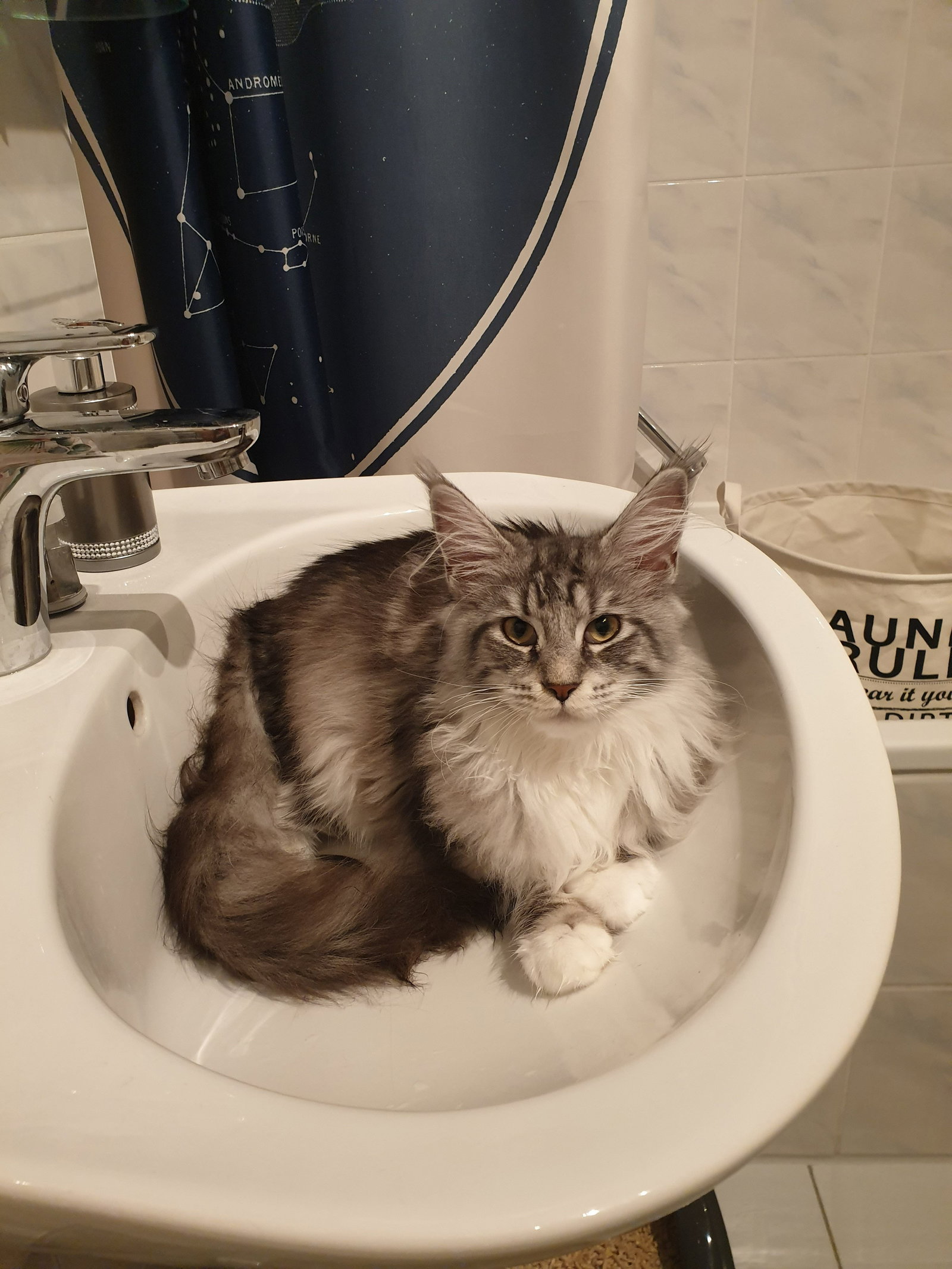 Sophia, pet sitter in München, photo 4