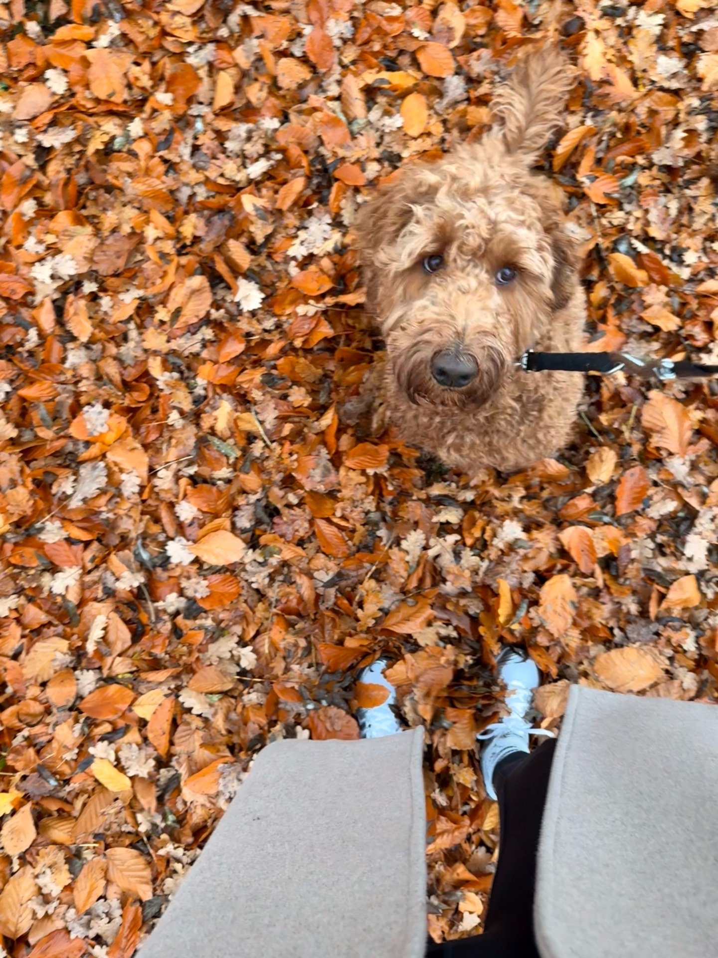 Nielse, pet sitter in Lent, photo 1