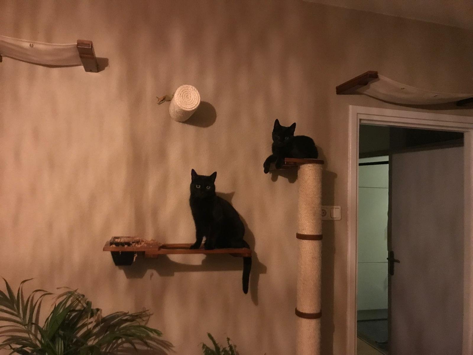 Woutje, dierenoppas in Eindhoven, foto 4