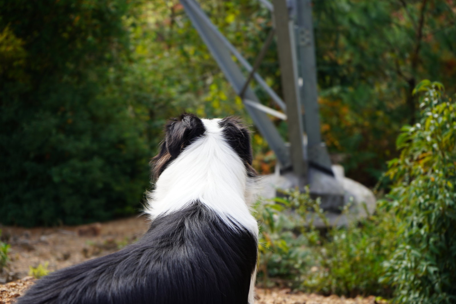 Ruolan, pet sitter in Tilburg, photo 2