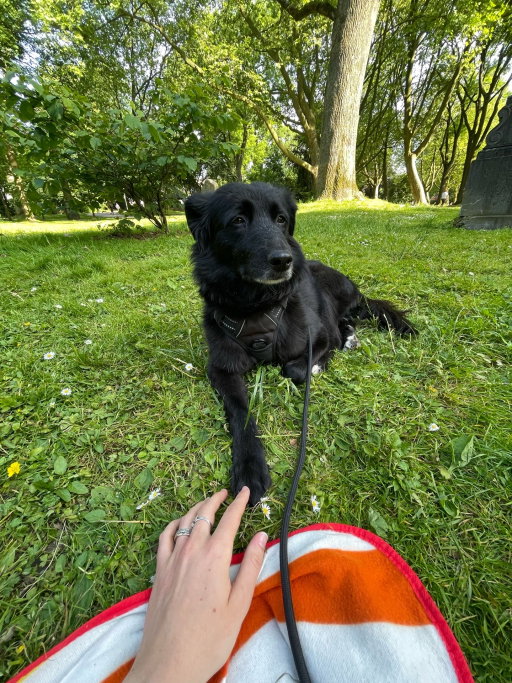 Henrike, pet sitter in Dortmund, photo 5