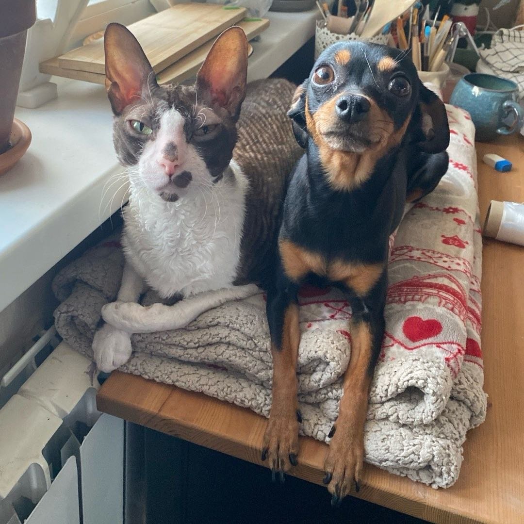 Alisa, pet sitter in Haarlem, photo 4