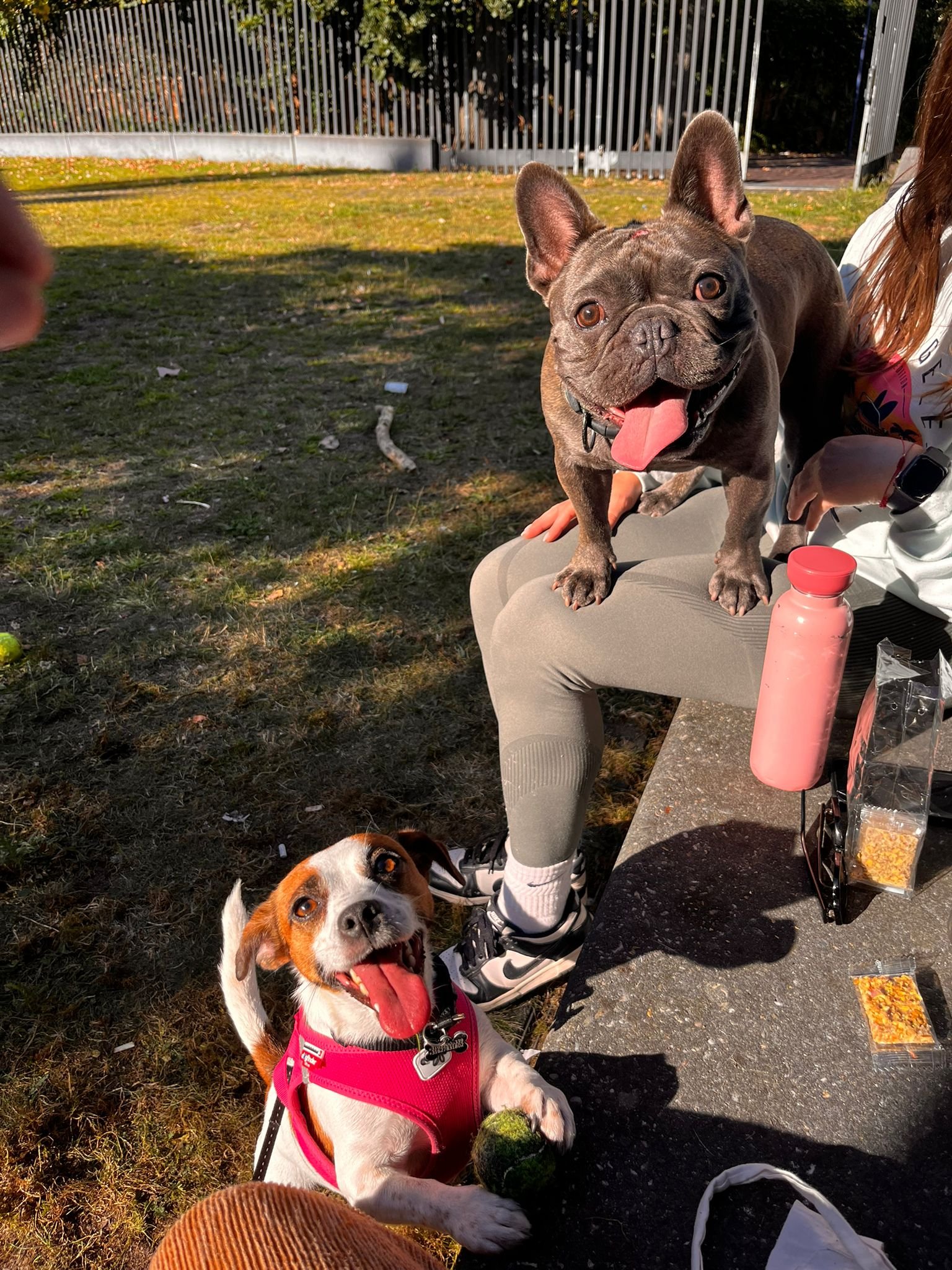 Maria Belen, pet sitter in Delft, photo 1