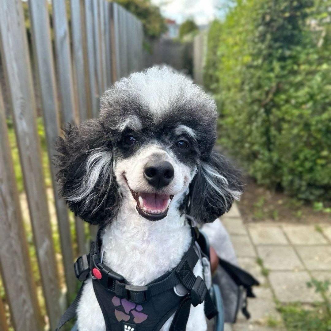 Ting, pet sitter in Arnhem, photo 3