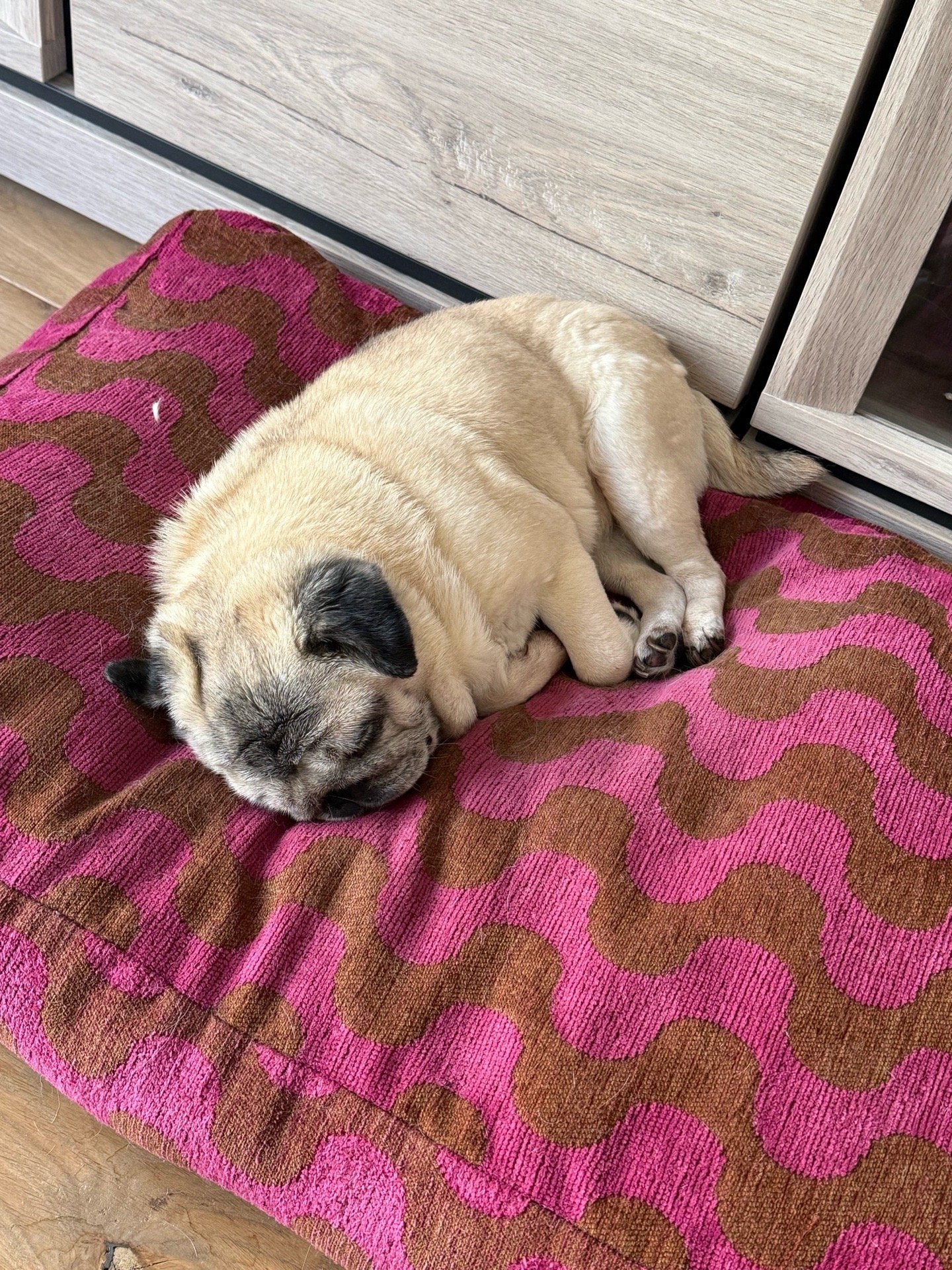 Noah, pet sitter in Drunen, photo 5