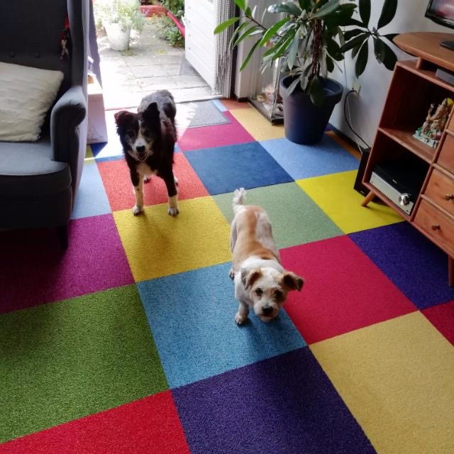 Lale, pet sitter in Leiden, photo 5