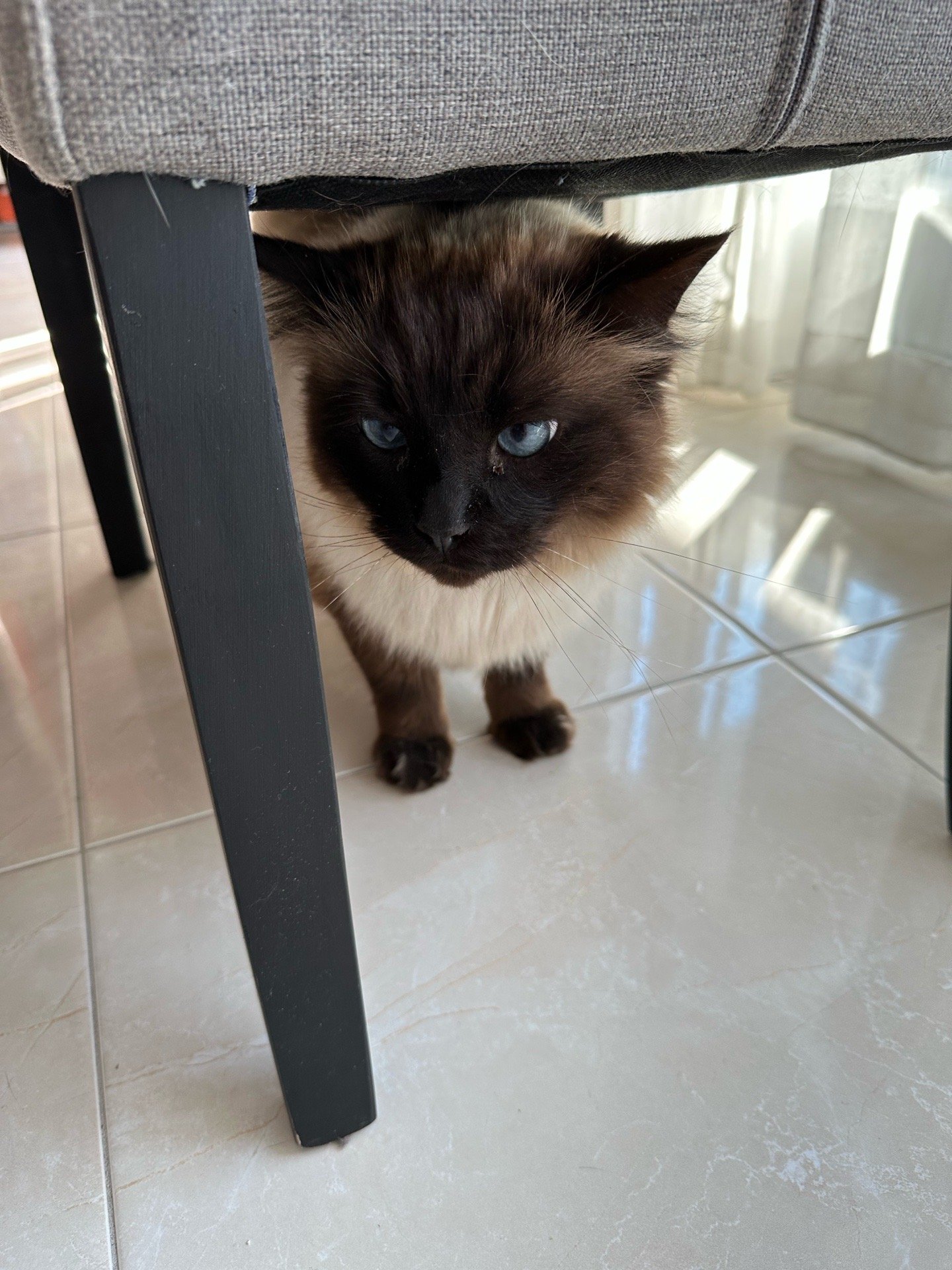 Penny, dierenoppas in Hilversum, foto 1