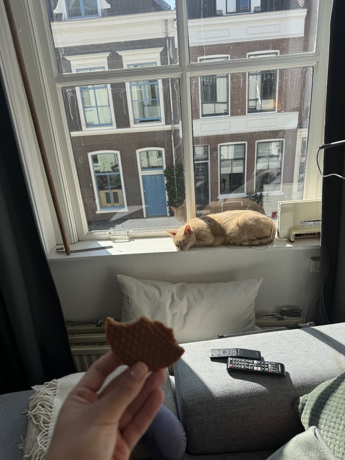 Michel, dierenoppas in Utrecht, foto 1