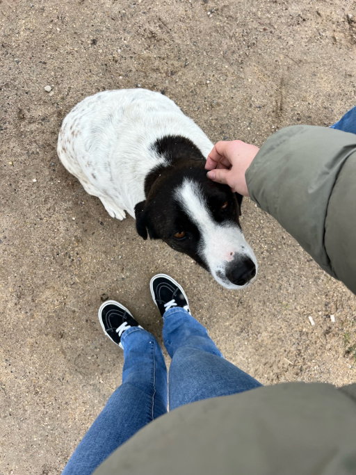 rowie, pet sitter in Naarden, photo 4