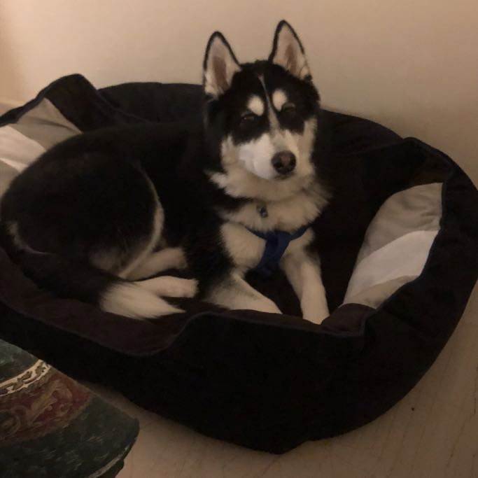 Rania, pet sitter in Amsterdam, photo 3