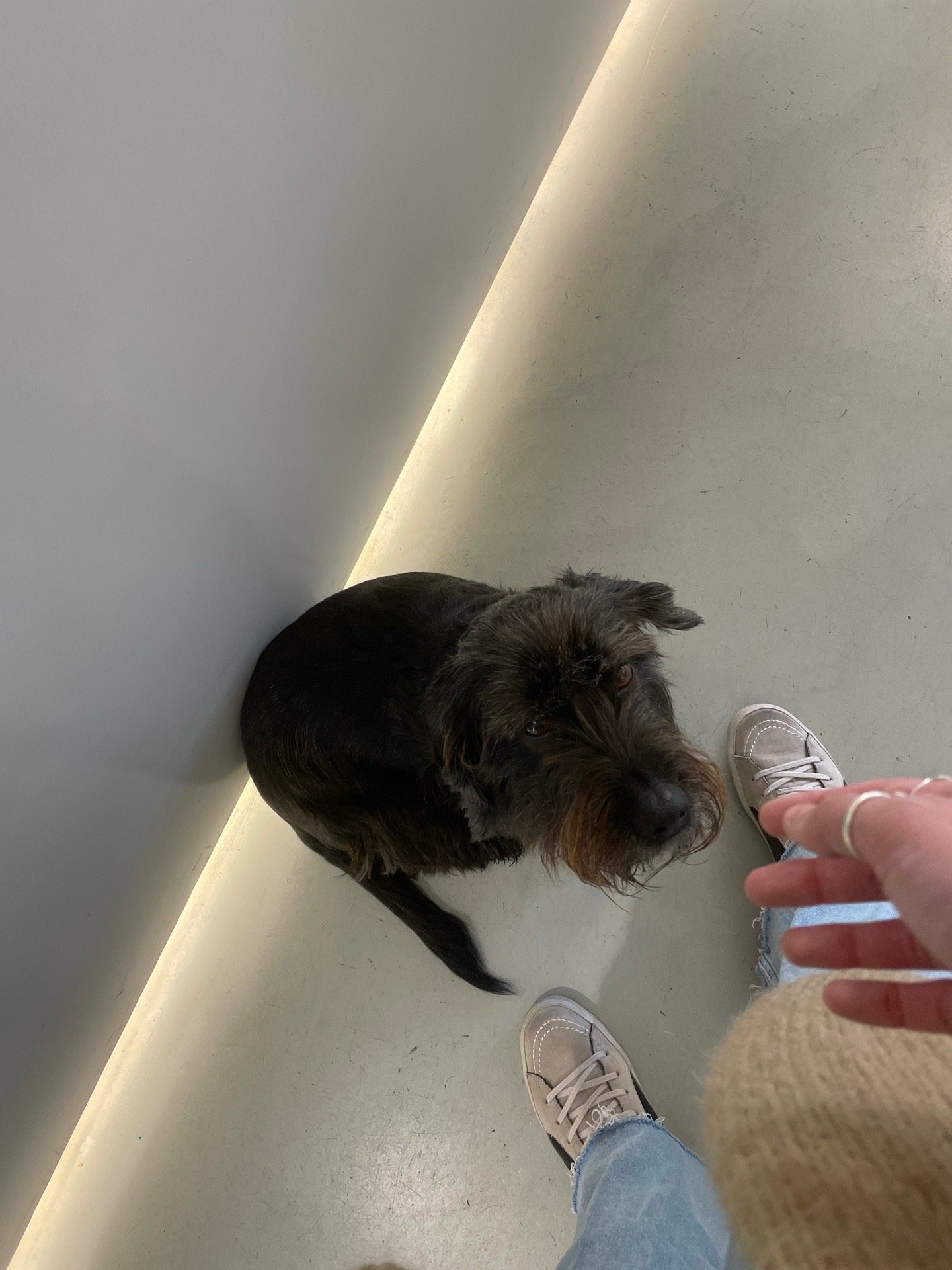 Leonor, pet sitter in Zaandam, photo 5